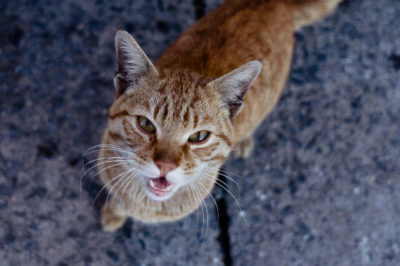 Kediler neden ve nasıl mırlar