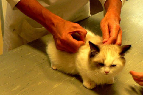 Kedilerde Yapılması Gereken Aşılar