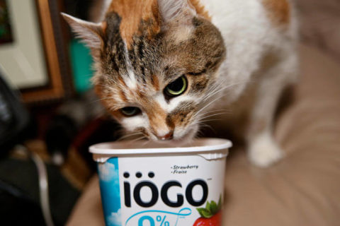 Kedilere Verilmemesi Gereken Yiyecekler