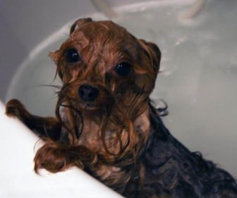 Köpekler ne sıklıkta yıkanmalı