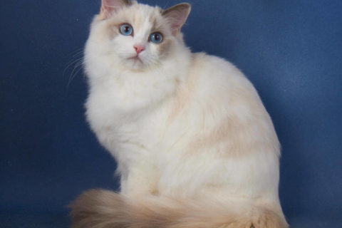 Ragdoll Kedisi