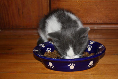 Yavru kedi nasıl beslenir