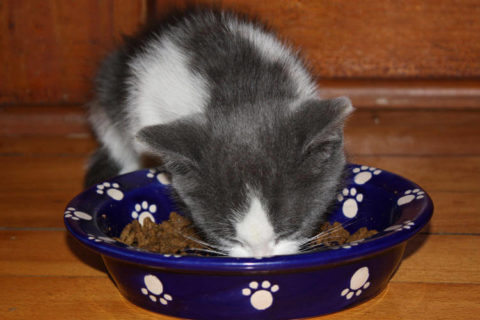 Yavru kedi nasıl beslenir