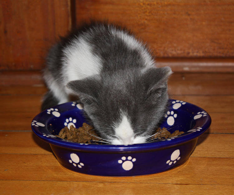 Yavru kedi nasıl beslenir
