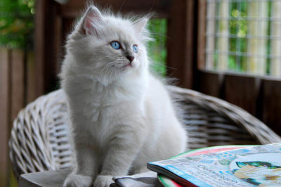 Yavru Ragdoll Kedisi