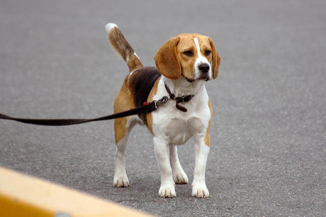 Beagle