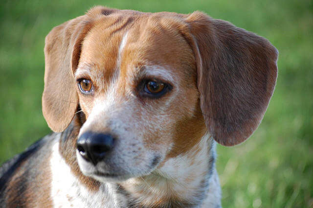 Beagle Köpeği
