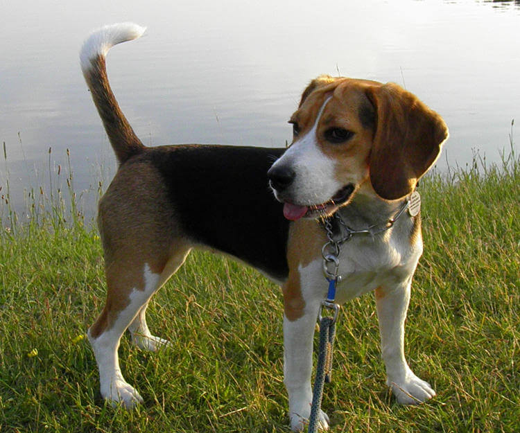 Beagle Köpeği
