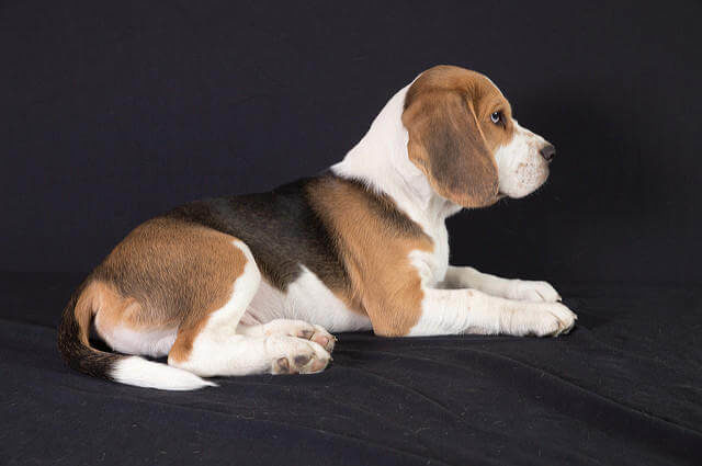 Beagle Köpek