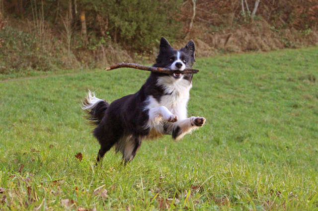 Border Collie Köpeği