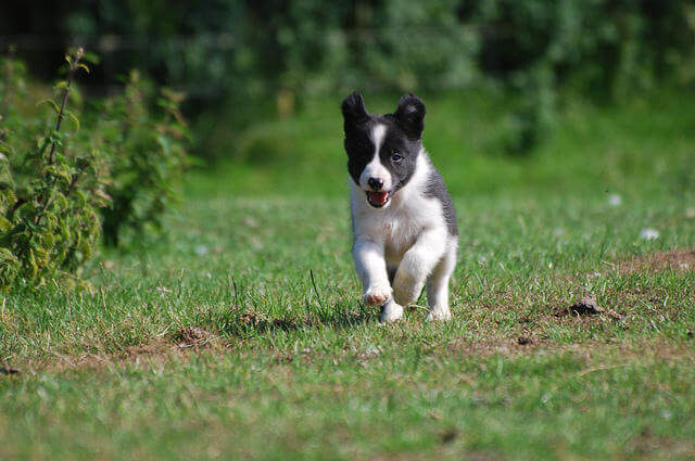 Border Collie Yavru