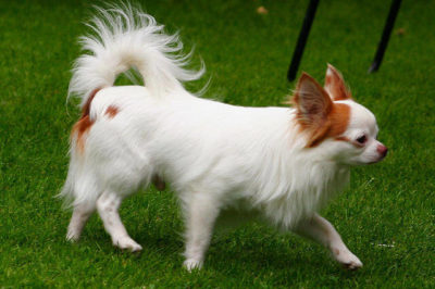 Chihuahua Köpek Uzun Tüylü