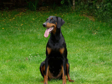 Doberman Köpek
