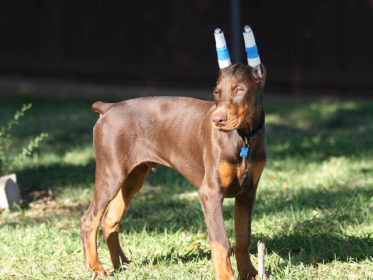 Doberman Kulak Dikme