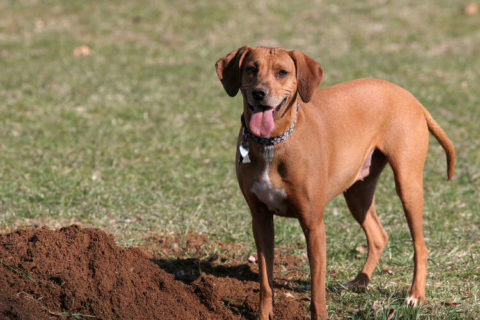 Köpekler Neden Toprağı Kazar