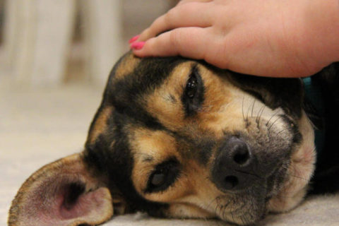 Köpeklerde Kulak Bakımı