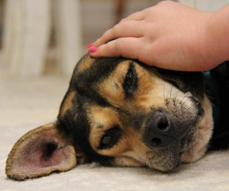 Köpeklerde Kulak Bakımı evcil hayvan market