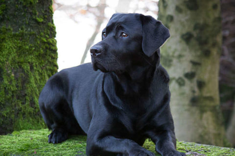 Labrador Retriever Köpeği