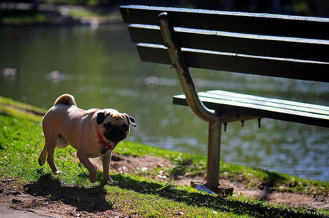 Pug Köpeği