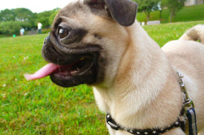 Pug Köpek