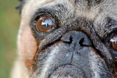 Pug Mops