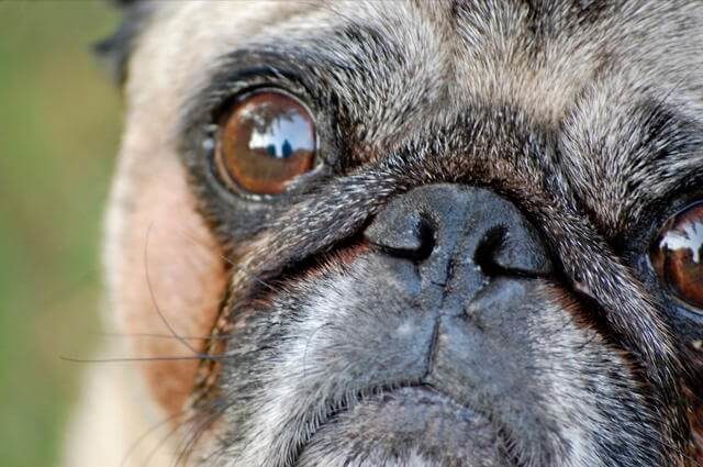 Pug Mops