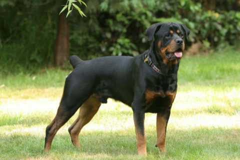 Rottweiler Köpeği