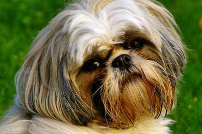 Shih Tzu