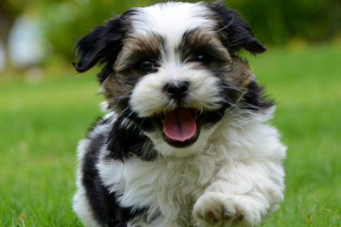 Shih Tzu Köpeği