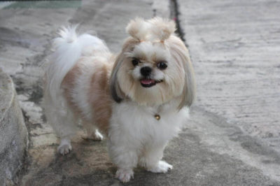 Shih Tzu Köpek