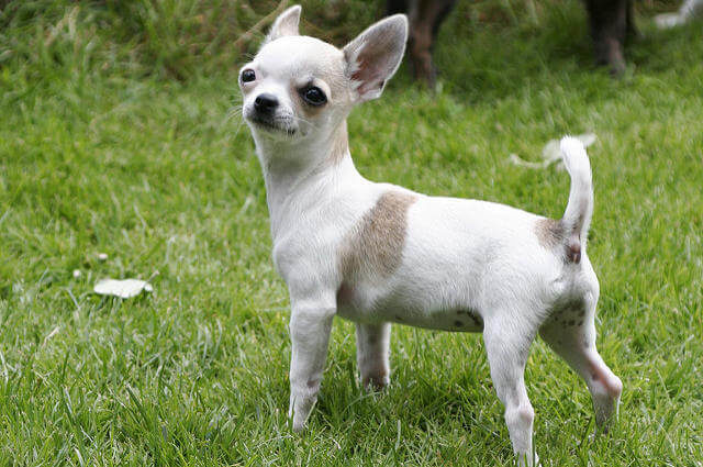 Sivava Cinsi Kopek Chihuahua Ozellikleri Bakimi Ve Egitimi
