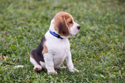Yavru Beagle Köpek