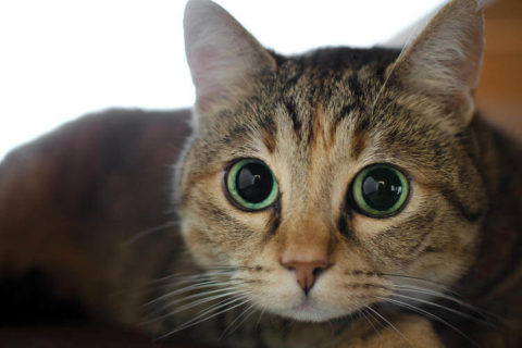 Kedilerde Göz Bakımı