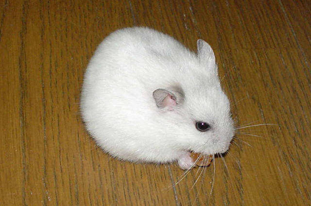 Kış Beyazı Hamster