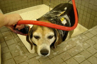 Köpek nasıl yıkanır