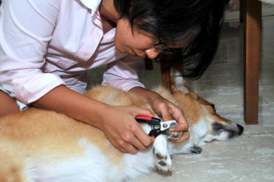 Köpek tırnakları nasıl kesilir