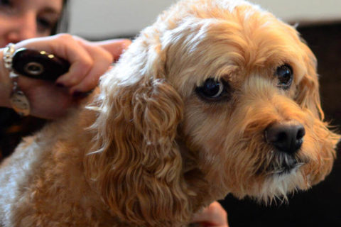 Köpekler nasıl fırçalanır