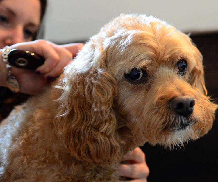 Köpekler nasıl fırçalanır