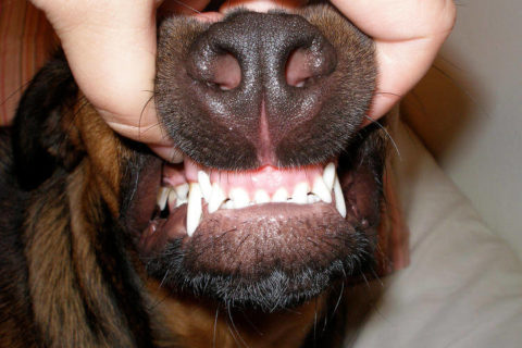 Köpeklerde Ağız ve Diş Sağlığı