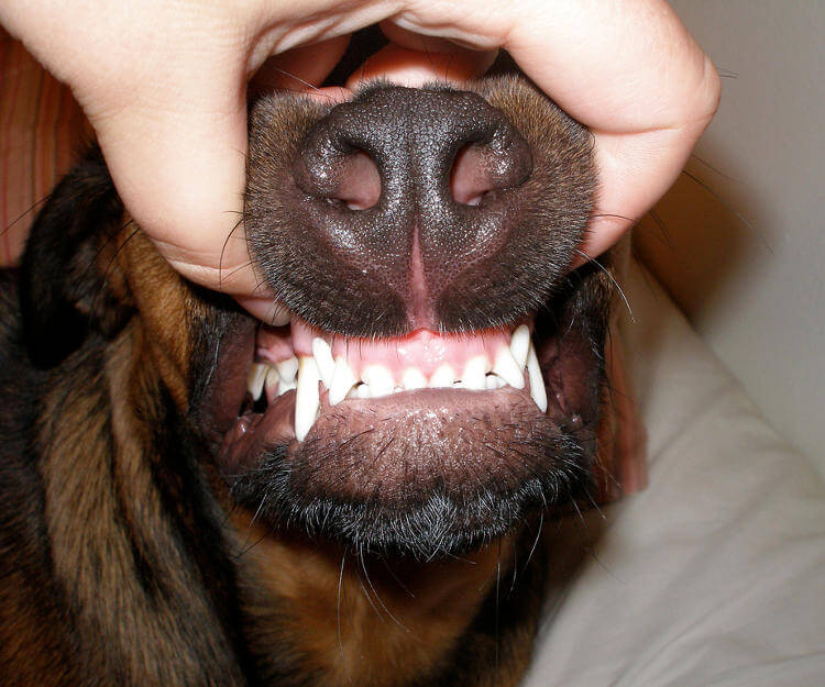Köpeklerde Ağız ve Diş Sağlığı
