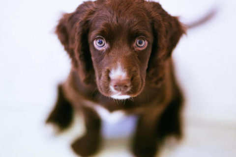 Köpeklerde Göz Sağlığı