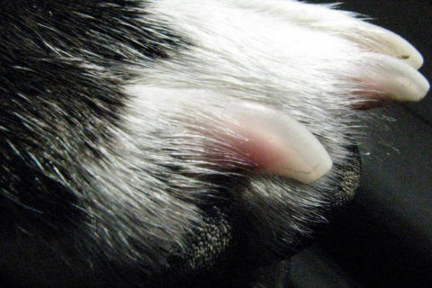 Köpeklerde Tırnak Bakımı