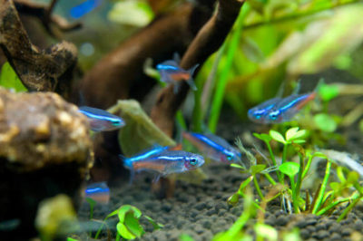 Neon Tetra Balığı