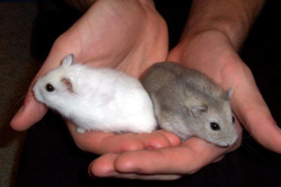 Sibirya Hamster