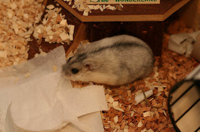 Sibirya Hamsteri