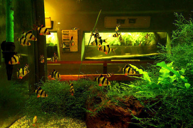 Tetrazon Balığı