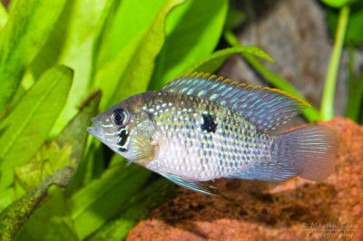 Blue Acara