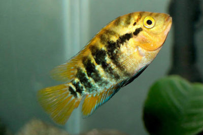 Gökkuşağı Ciklet