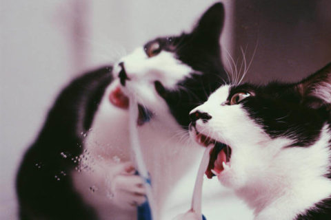 Kedilerde Diş Bakımı