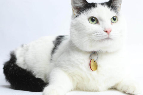 Kedilerde Kulak Bakımı